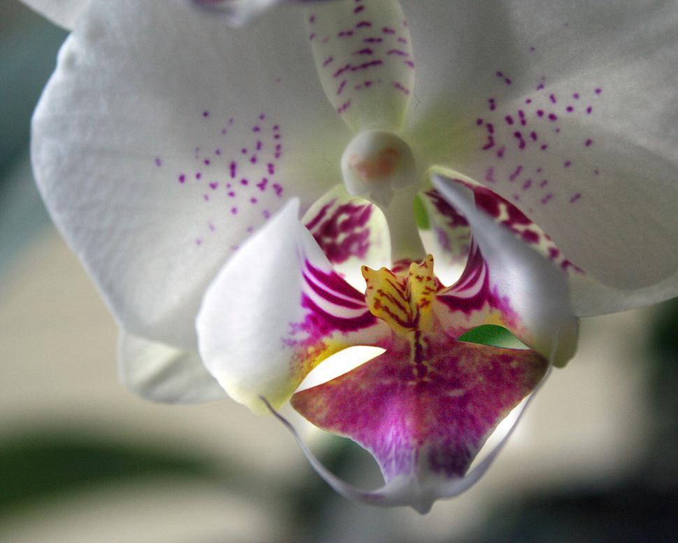 Free Image of Phalaenopsis orchid flower 