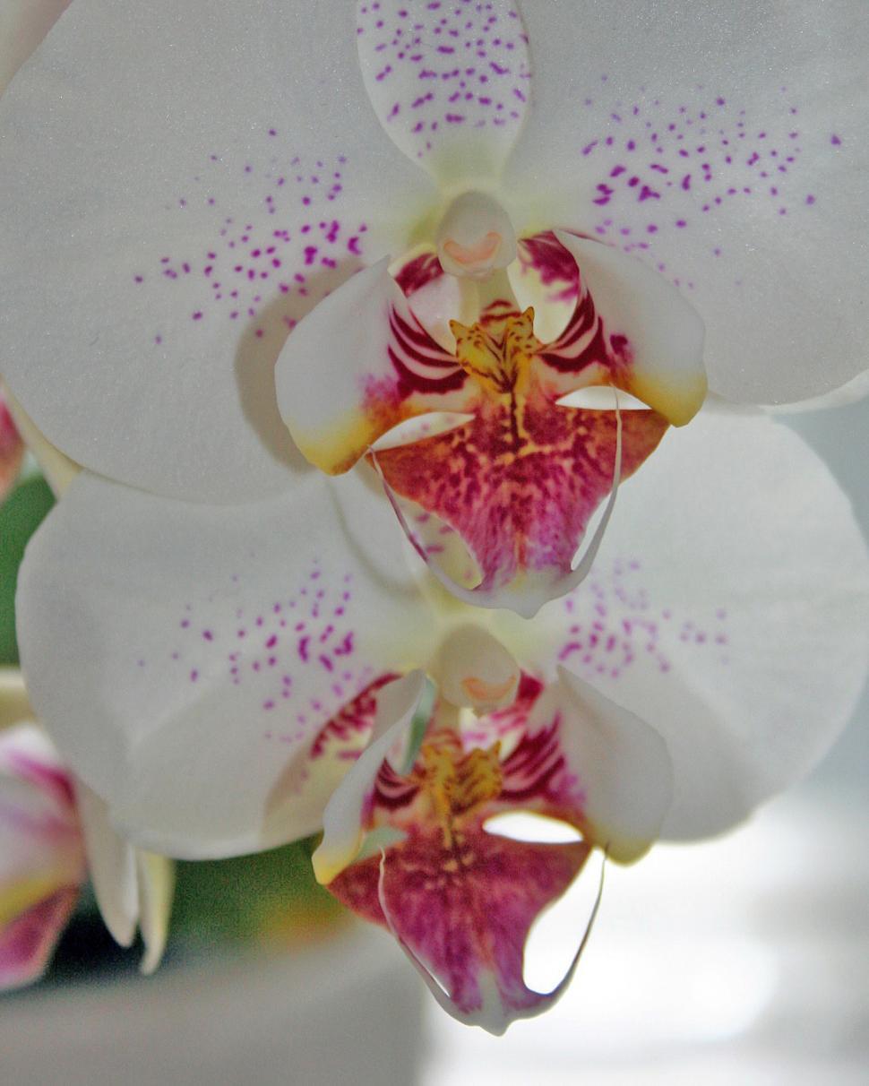 Free Image of Phalaenopsis orchid flower  