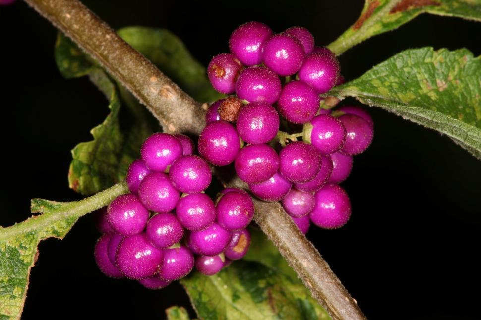 Free Image of Purple Berries 
