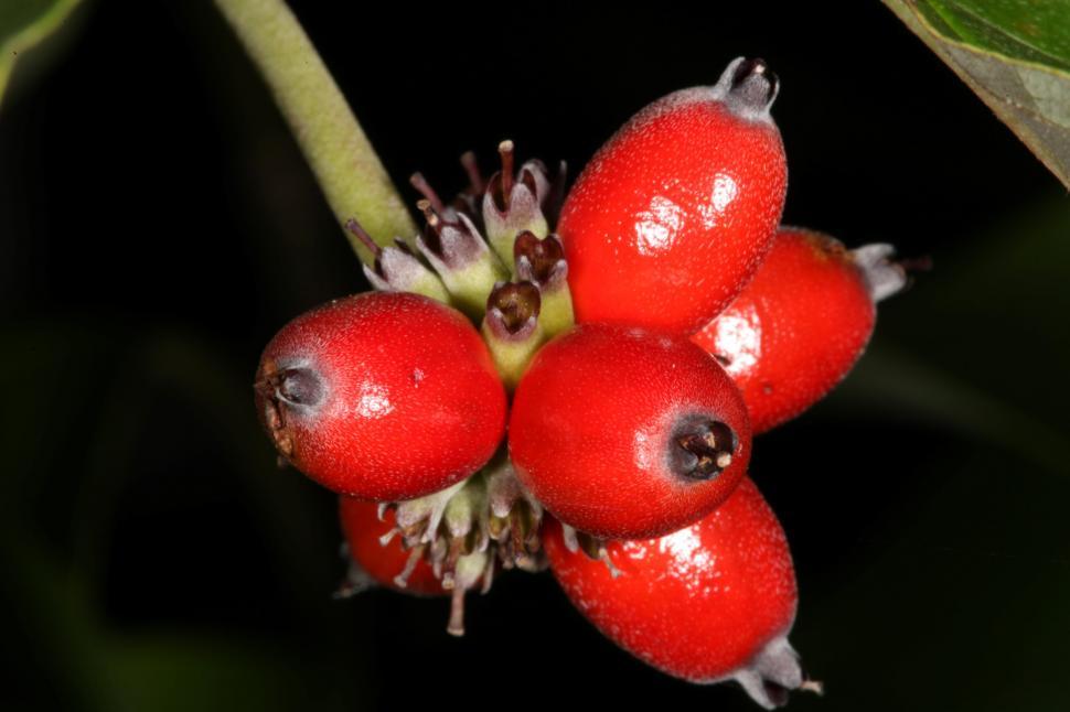 Free Image of Red Berries 