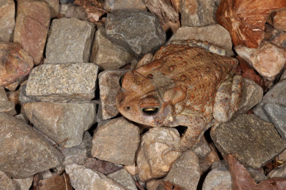 Free Image of Toad on rocks 