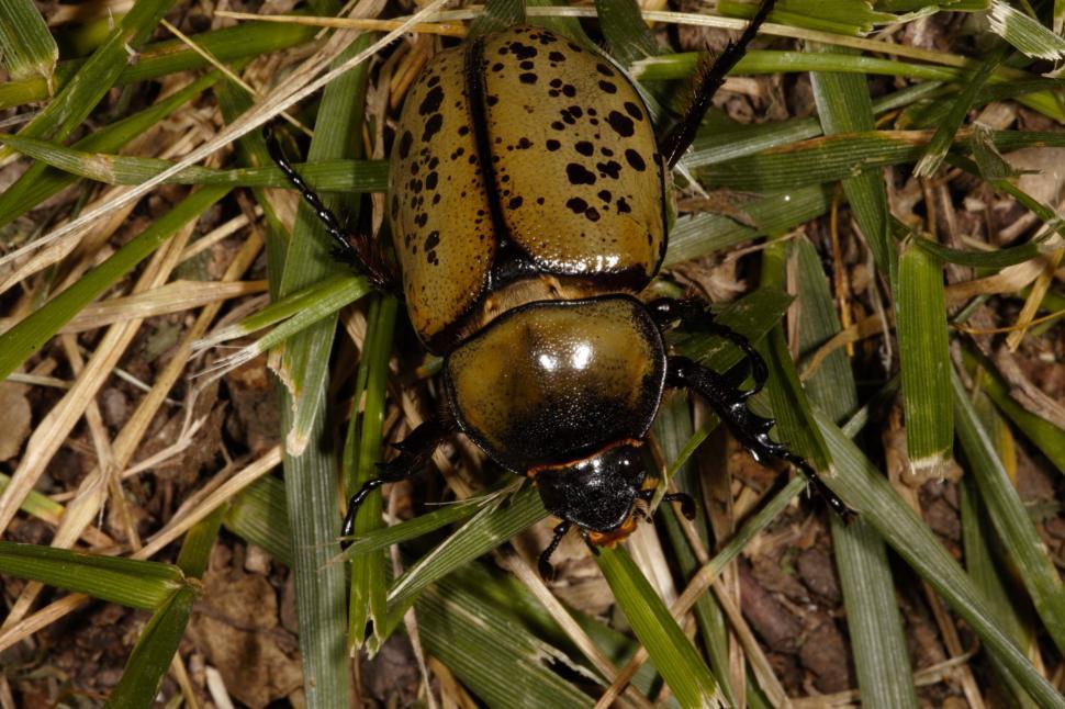 Free Image of Eastern Hercules Beetles 