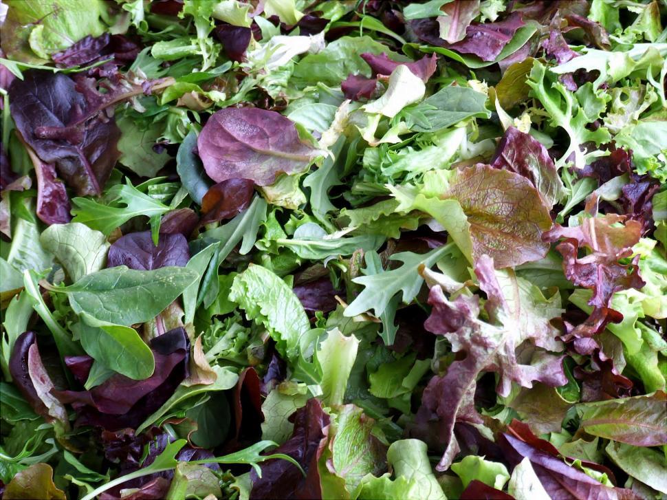 Free Image of Baby Greens 
