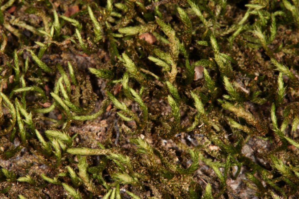 Free Image of Moss texture 