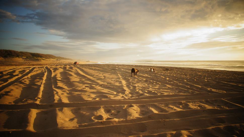 Free Image of Dog on the Beach in Sunset 