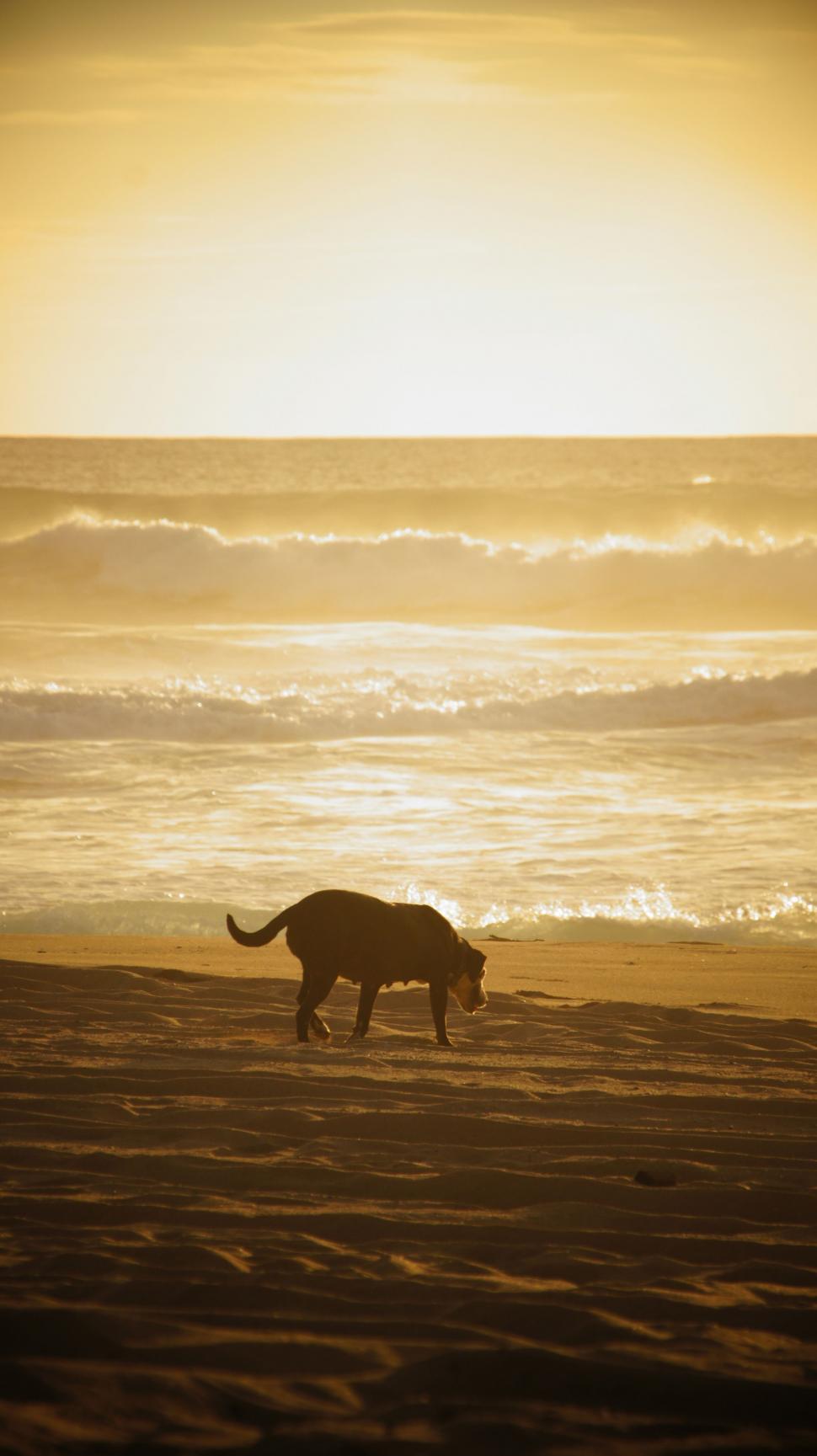 Free Image of Dog on the Beach in Sunset 