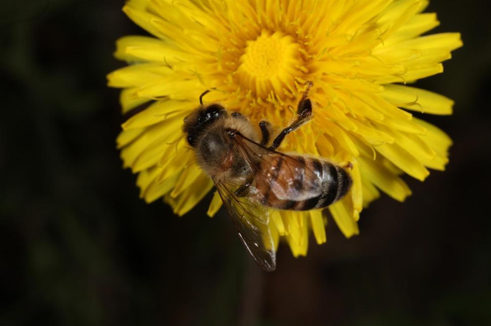 Free Image of Bee on Yellow Flower 