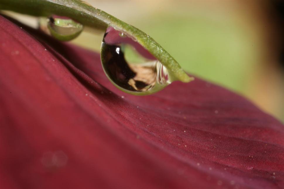 Free Image of Water drops on flowers 