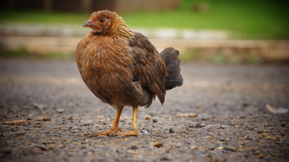 Free Image of Hawaiian Chickens in the Street 