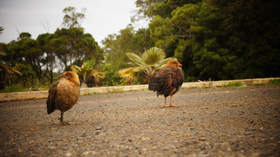 Free Image of Hawaiian Chickens in the Street 