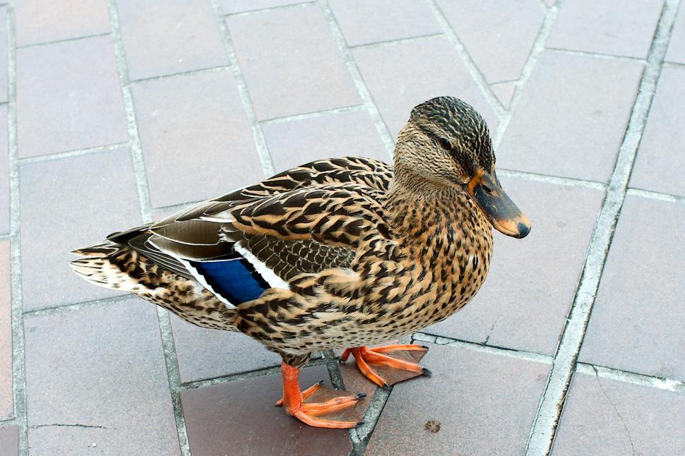 Free Image of The duck 
