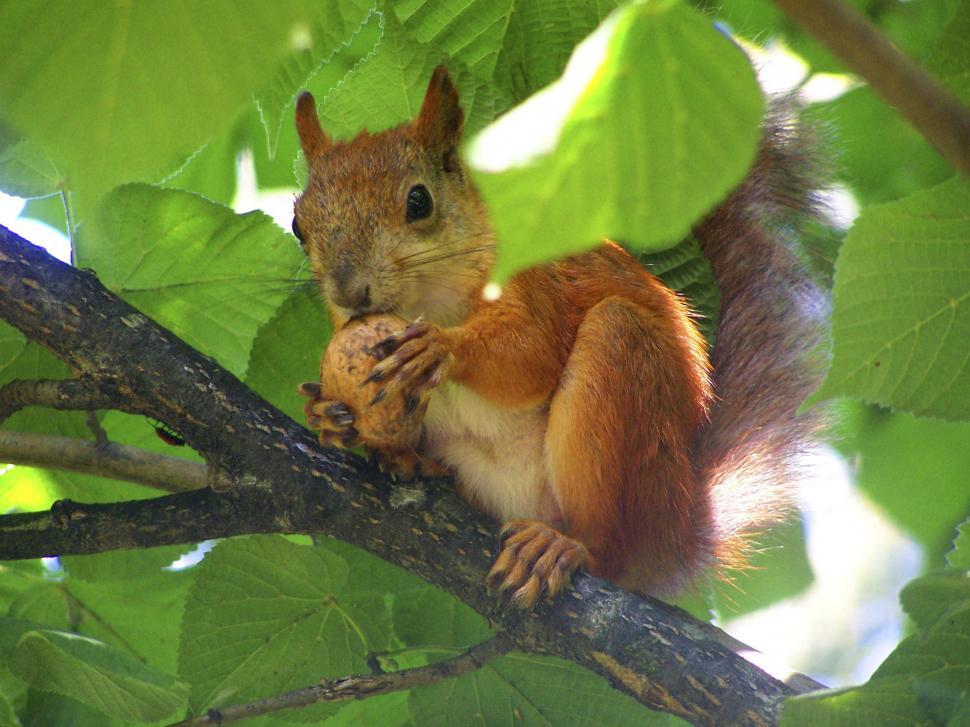 Free Image of squirrel eating a nut 
