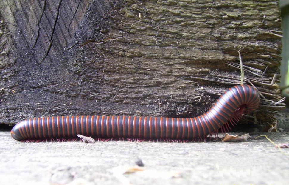 Free Image of Milli The Millipede 