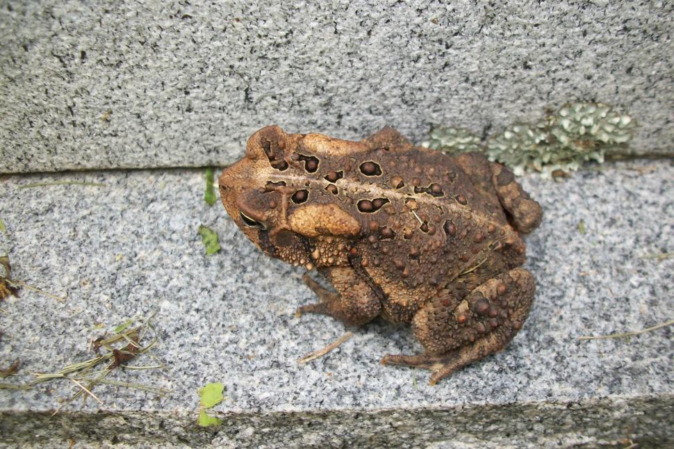 Free Image of Resident Toad 