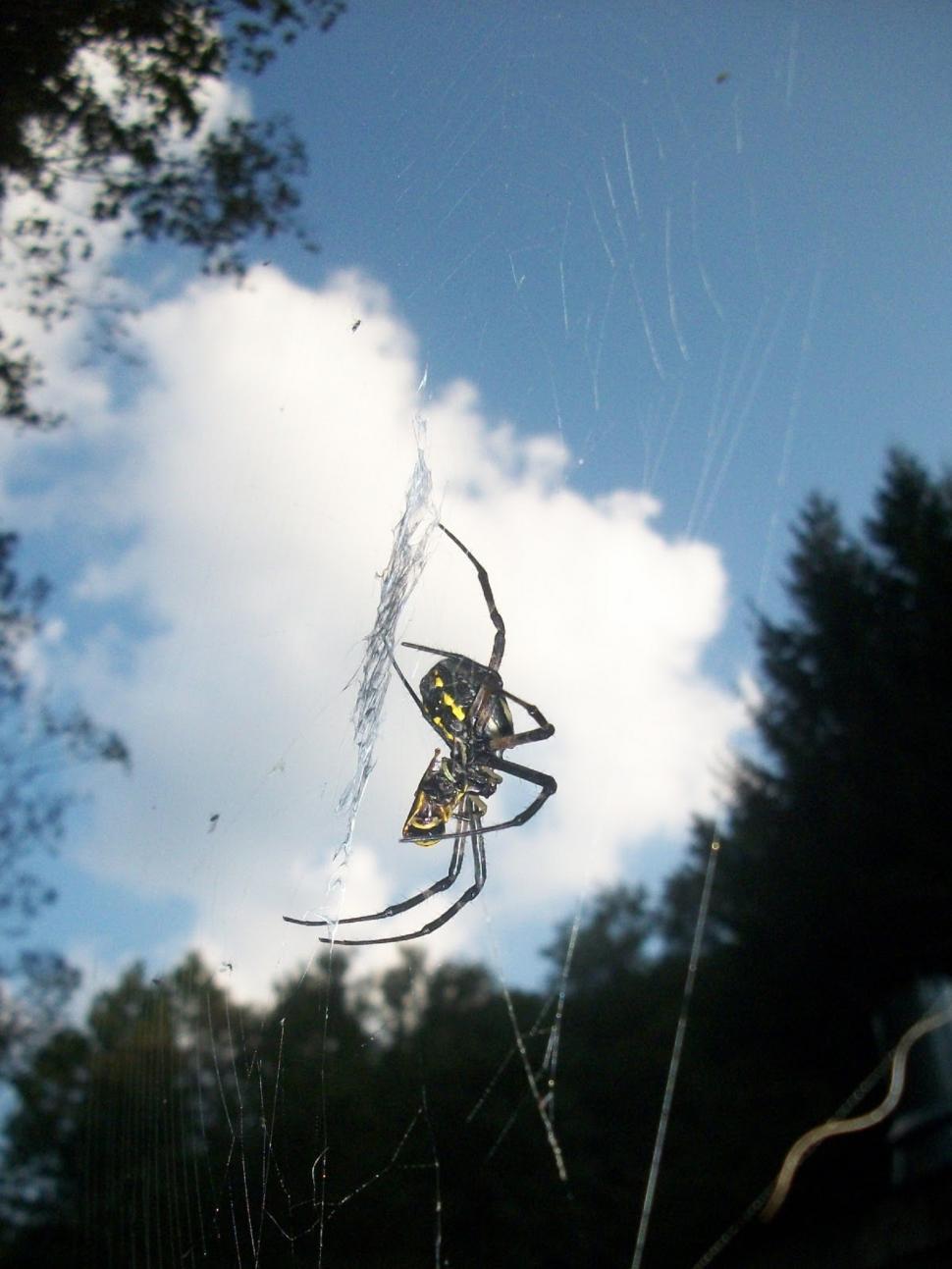 Free Image of The Yellow Spider Versus The Yellow Jacket 