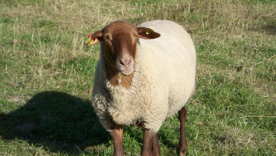 Free Image of Proud Sheep 