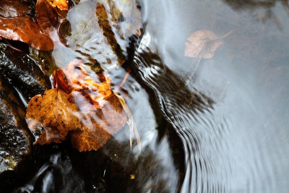 Free Image of Autumn Stream 