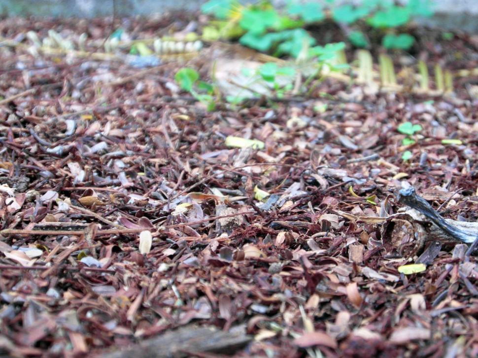 Free Image of Forest Floor Background 