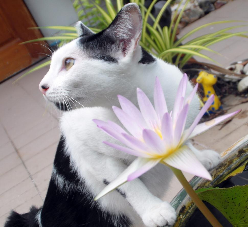 Free Image of Cat With Water Lilly 