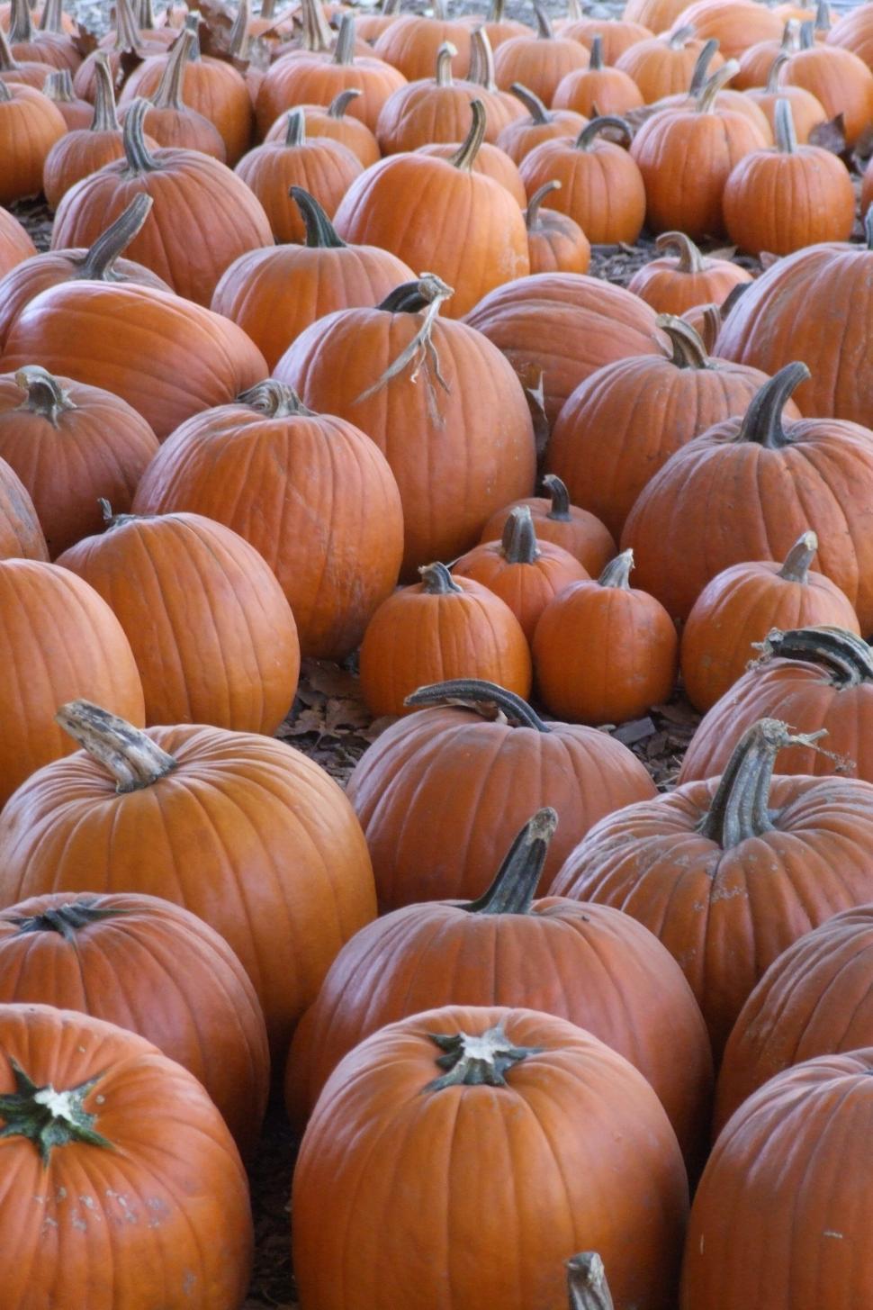 Free Image of Pumpkin Harvest 