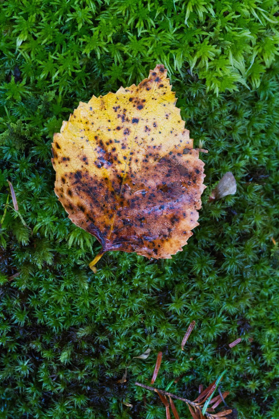 Free Image of Leaf 