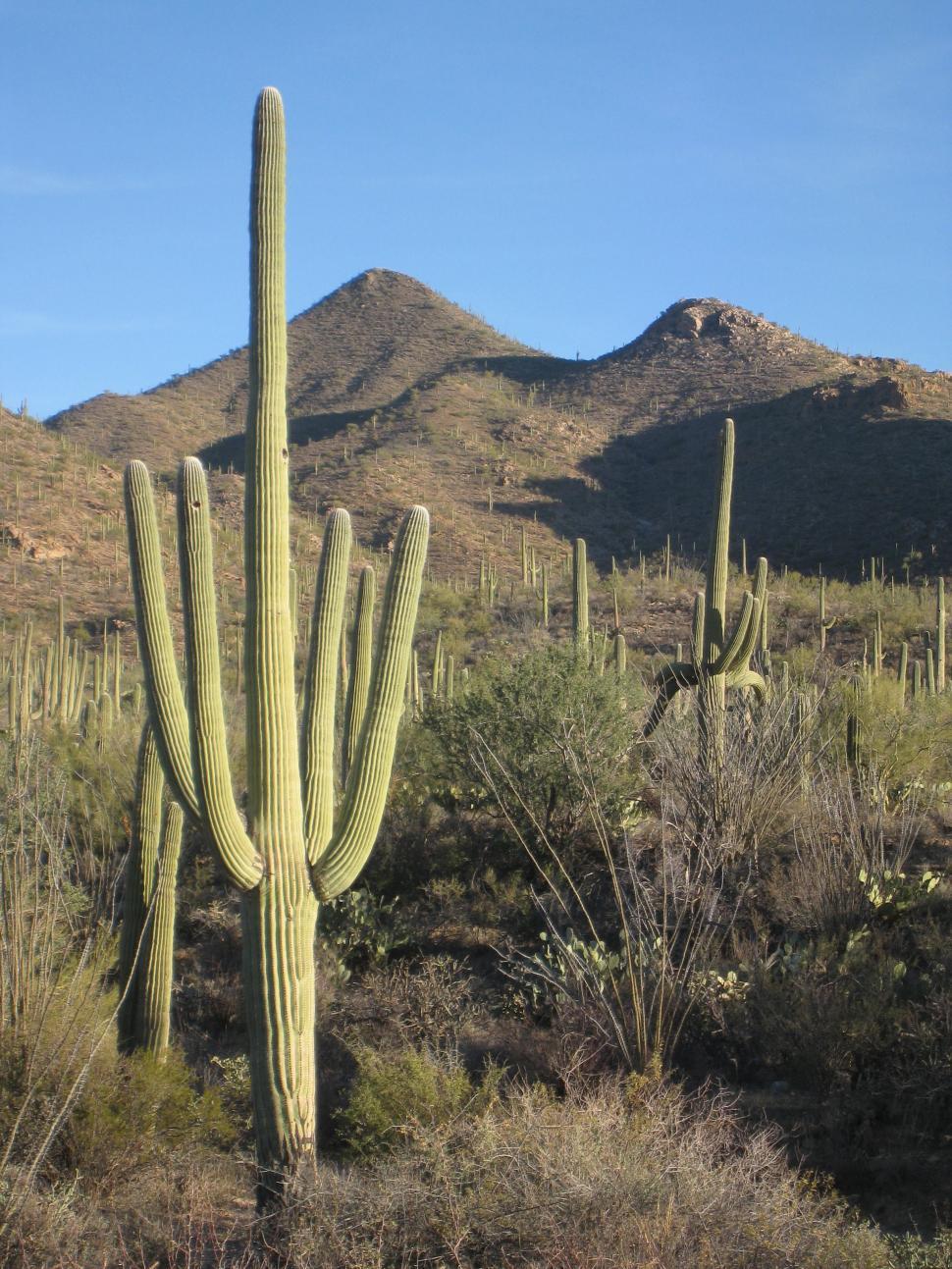 Free Image of Saguaro Landscape 