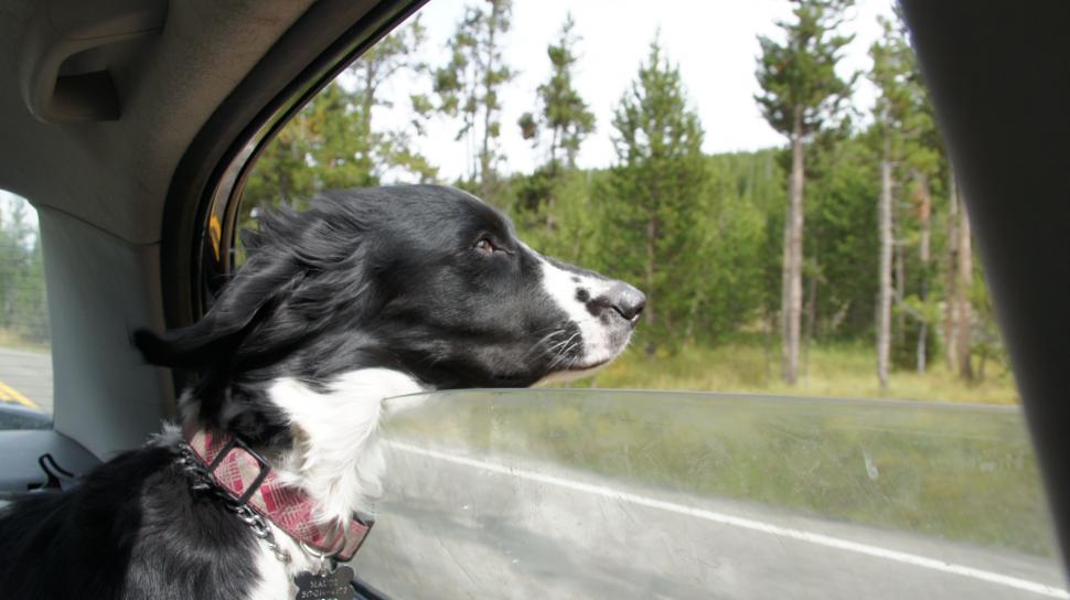 Free Image of Dog Head out Window 