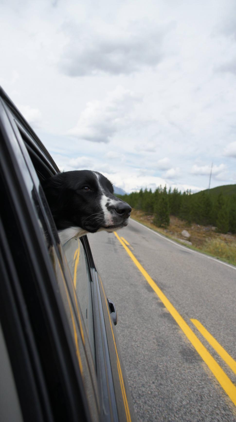 Free Image of Dog Head out Window 