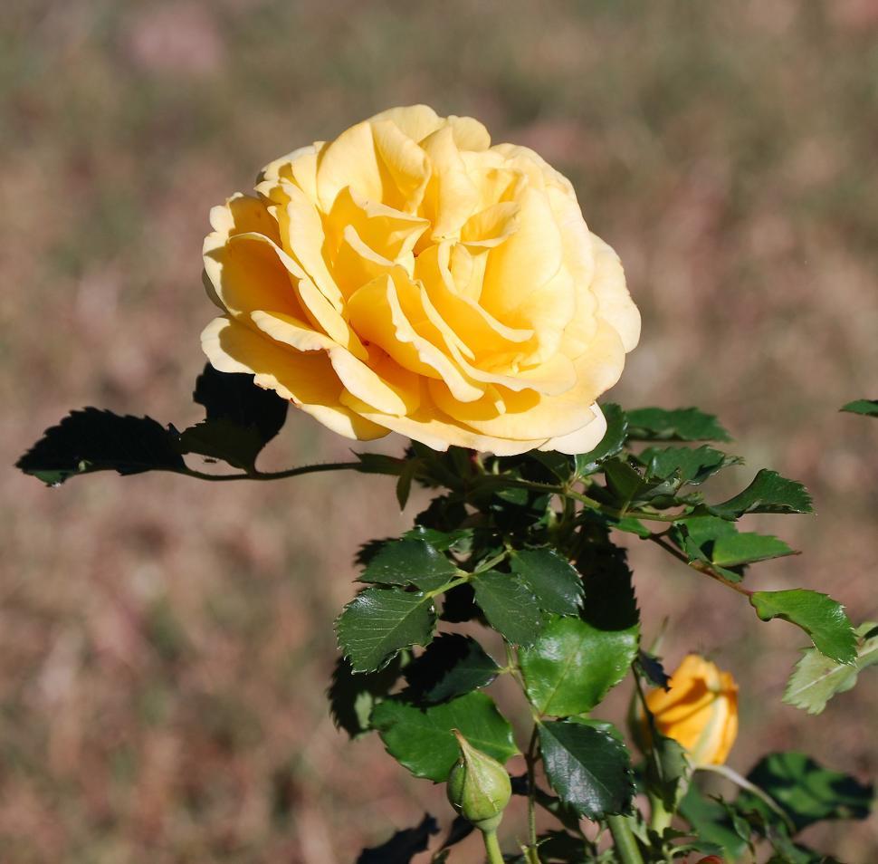 Free Image of Gold Bunny Rose 