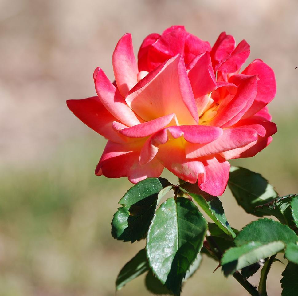 Free Image of Lantern Rose 
