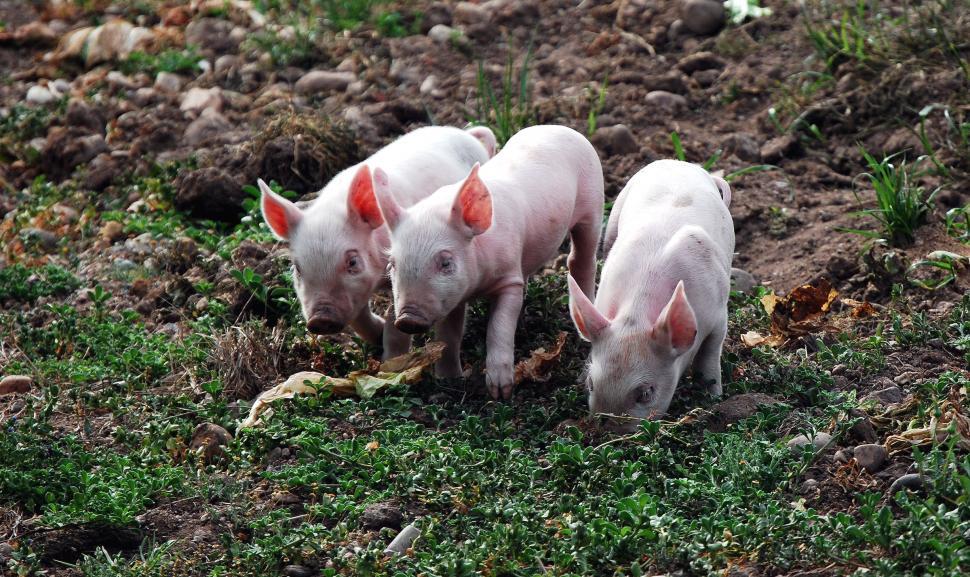 Free Image of Three Little Pigs 
