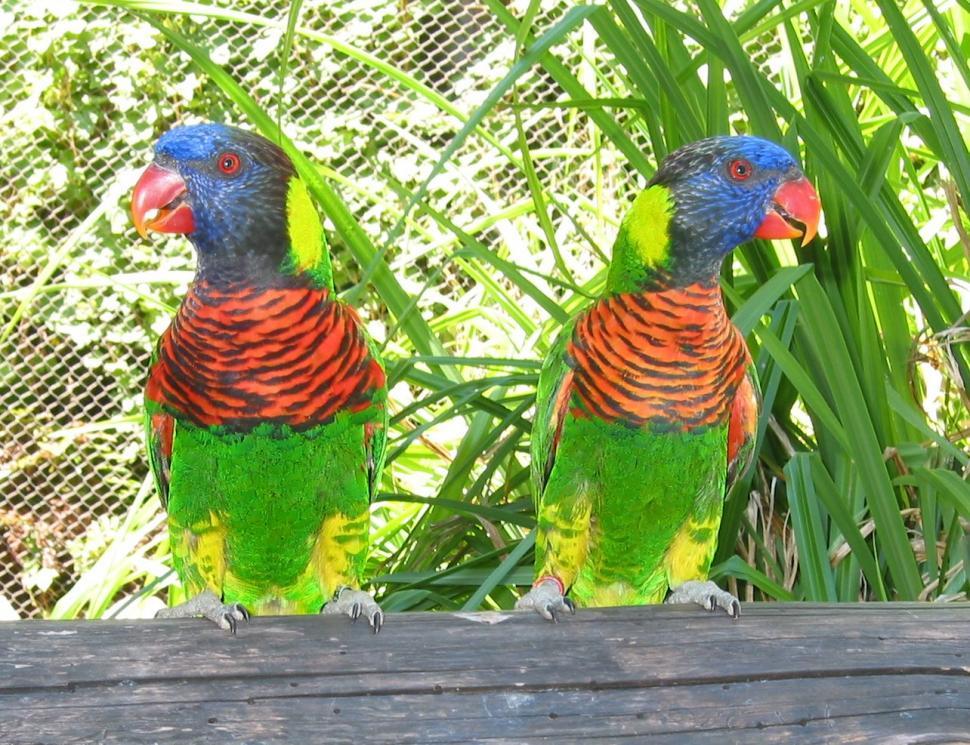 Free Image of Two Colorful Birds Perched on Wooden Bench 