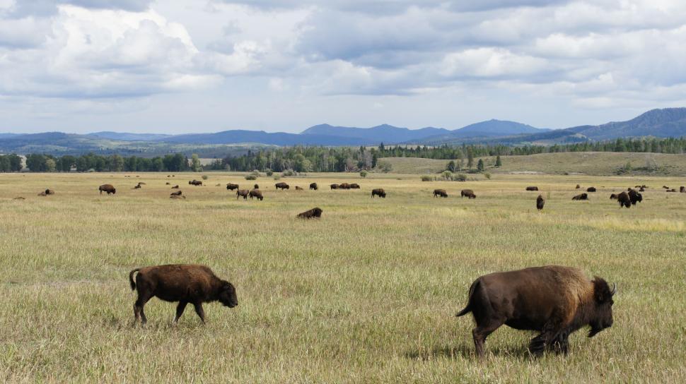 Free Image of Gathering Herd of Buffalo 