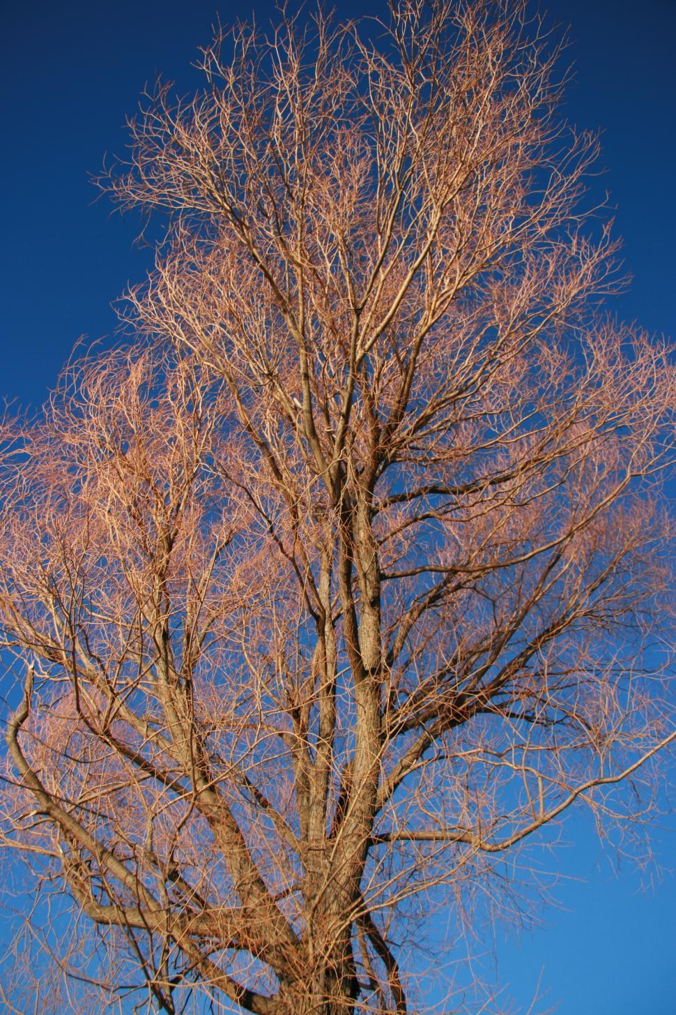 Free Image of Barren Tree in Winter 