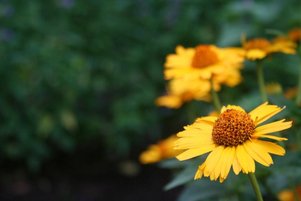 Free Image of Yellow Flower Helenium  