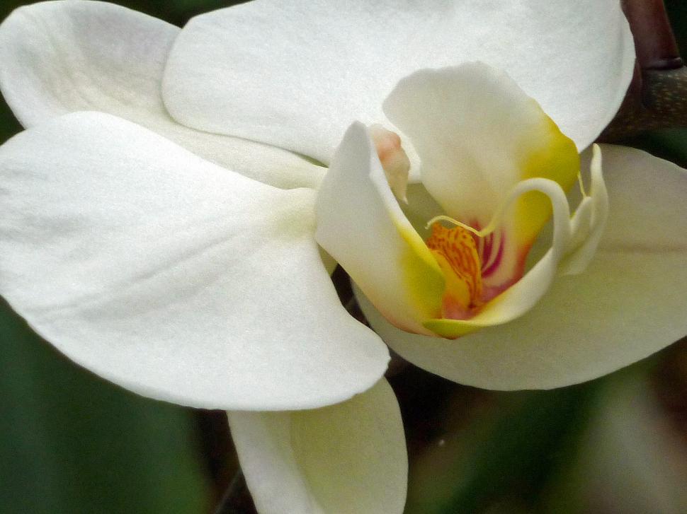 Free Image of White orchid flower 