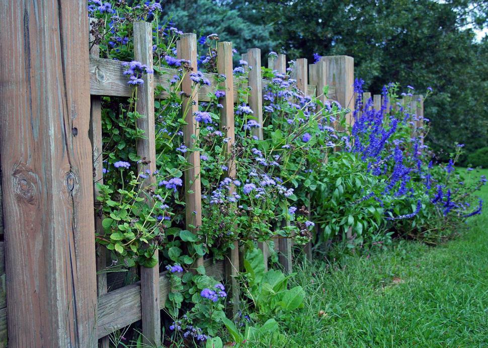 Free Image of Flowers and wooden fence 