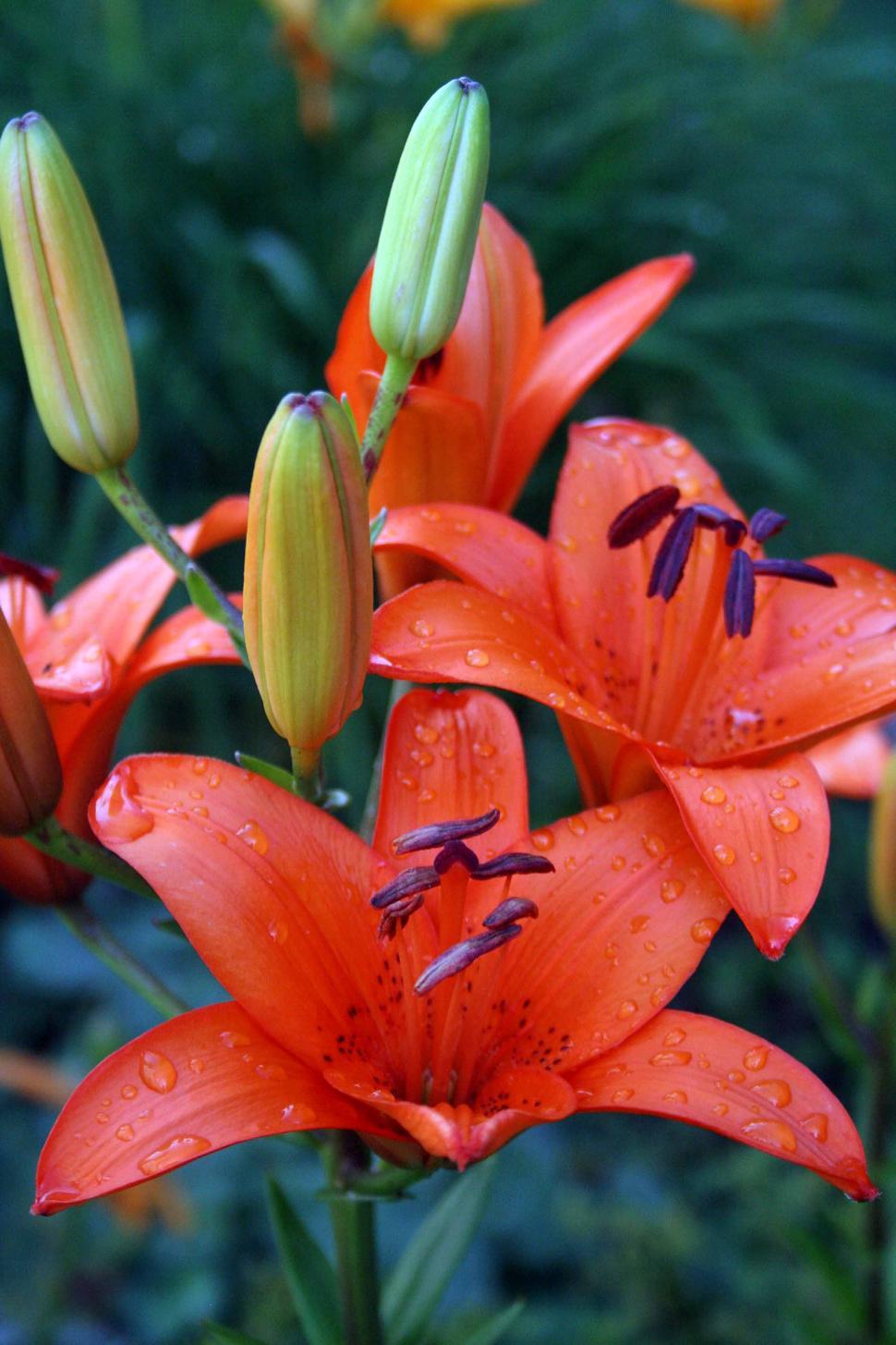 Free Image of Orange lilies 