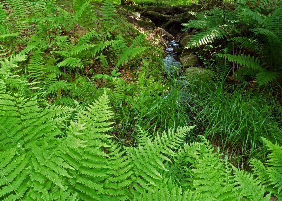 Free Image of Forest ferns 