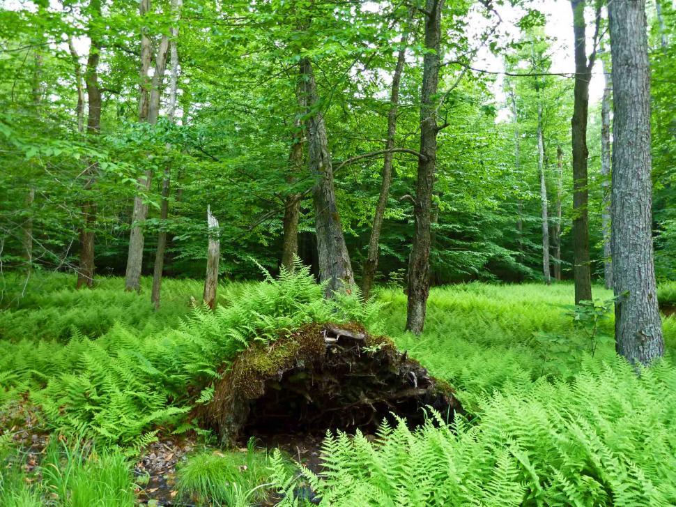 Free Image of Ferns and uprooted tree 