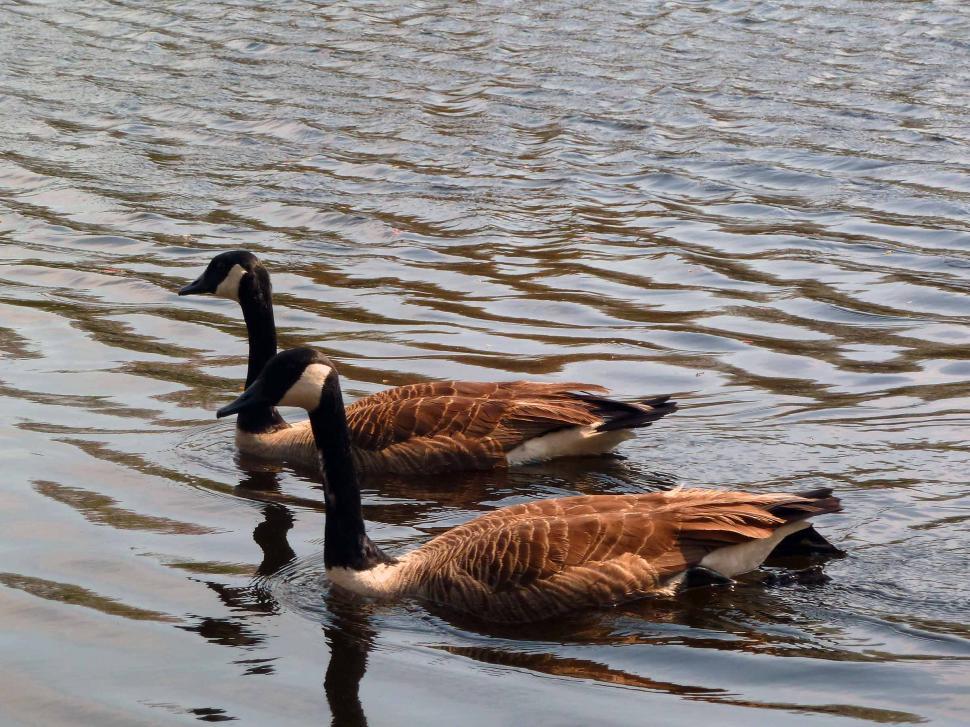 Free Image of Canada Geese on the Turkey Swamp Lake 