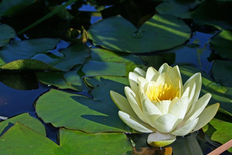 Free Image of Water lilly in a pond 