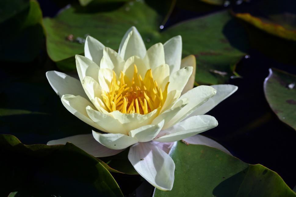 Free Image of Water Lilly  
