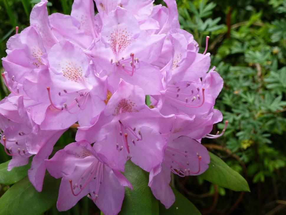 Free Image of Rhododendron Bloom 