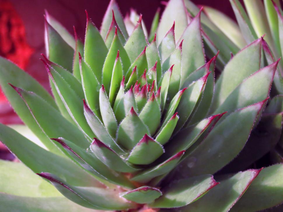 Free Image of Hens and Chicks Plant 