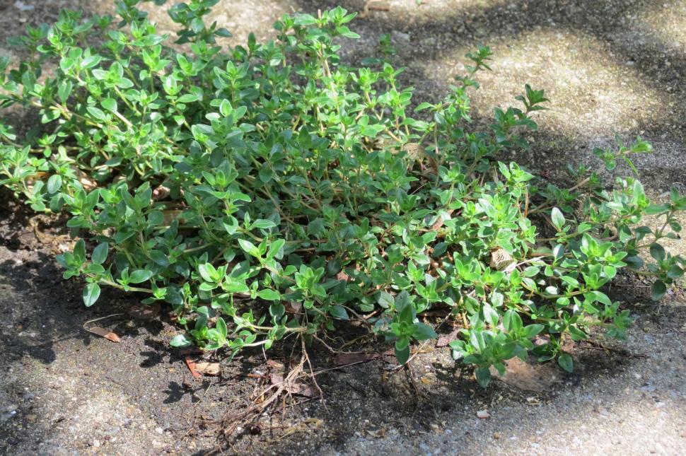 Free Image of Thyme  
