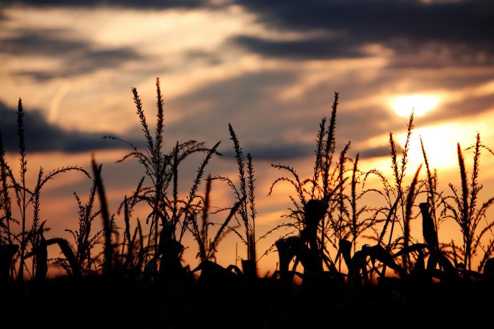 Free Image of the corn in the fall 