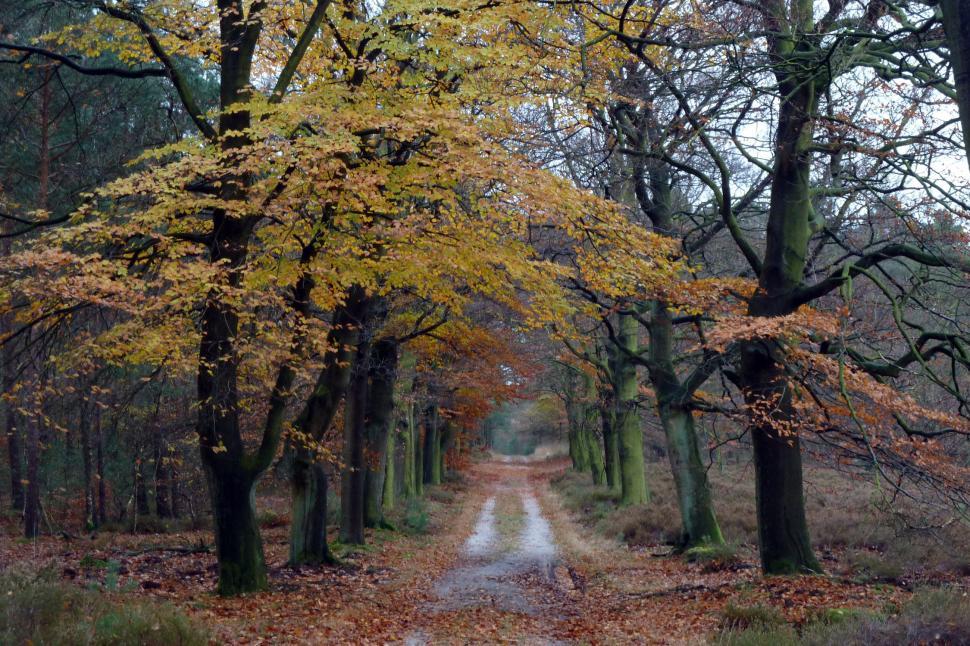 Free Image of Dirt Road Surrounded by Trees and Leaves 