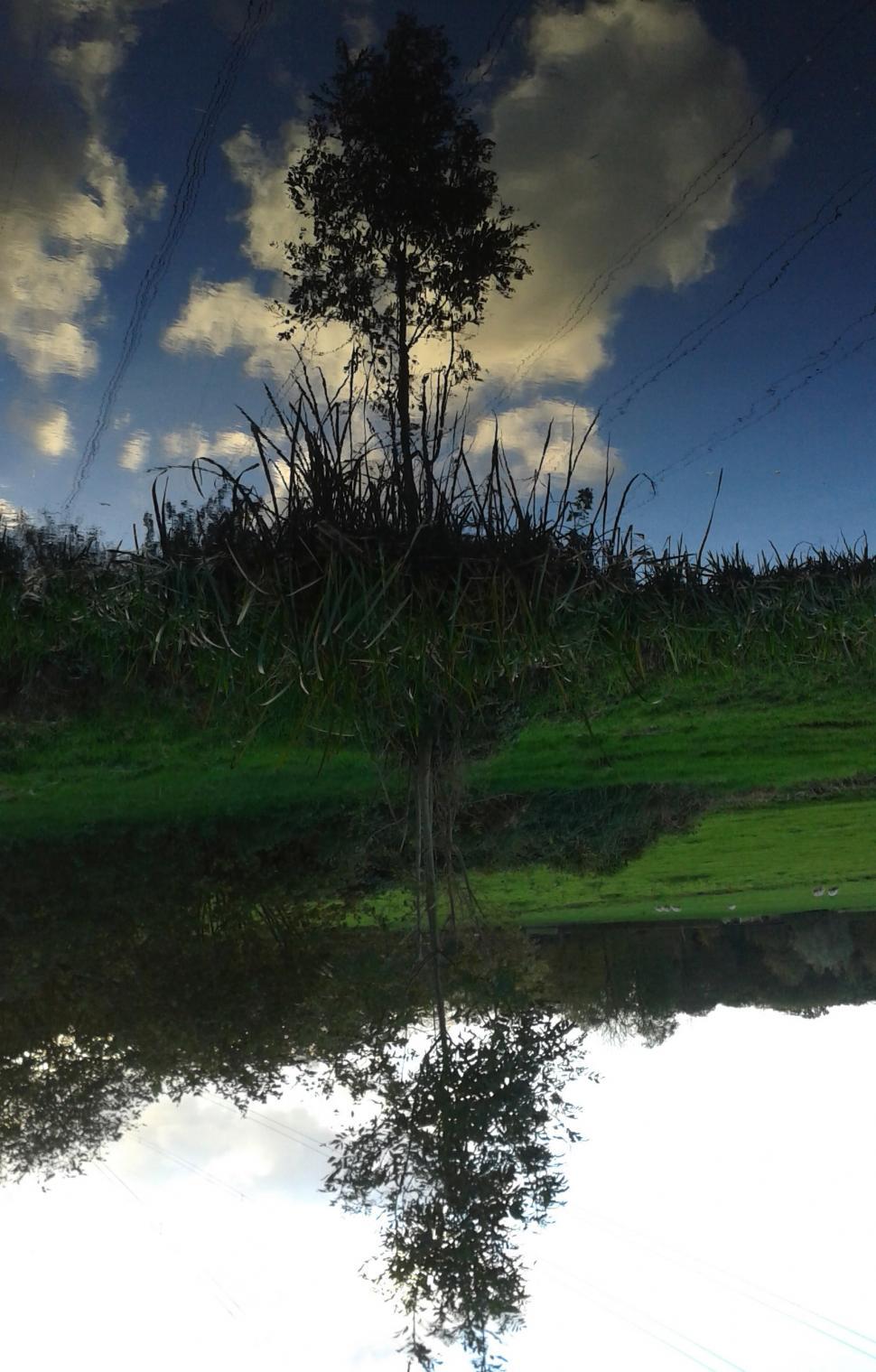 Free Image of Small tree reflected in a ditch 