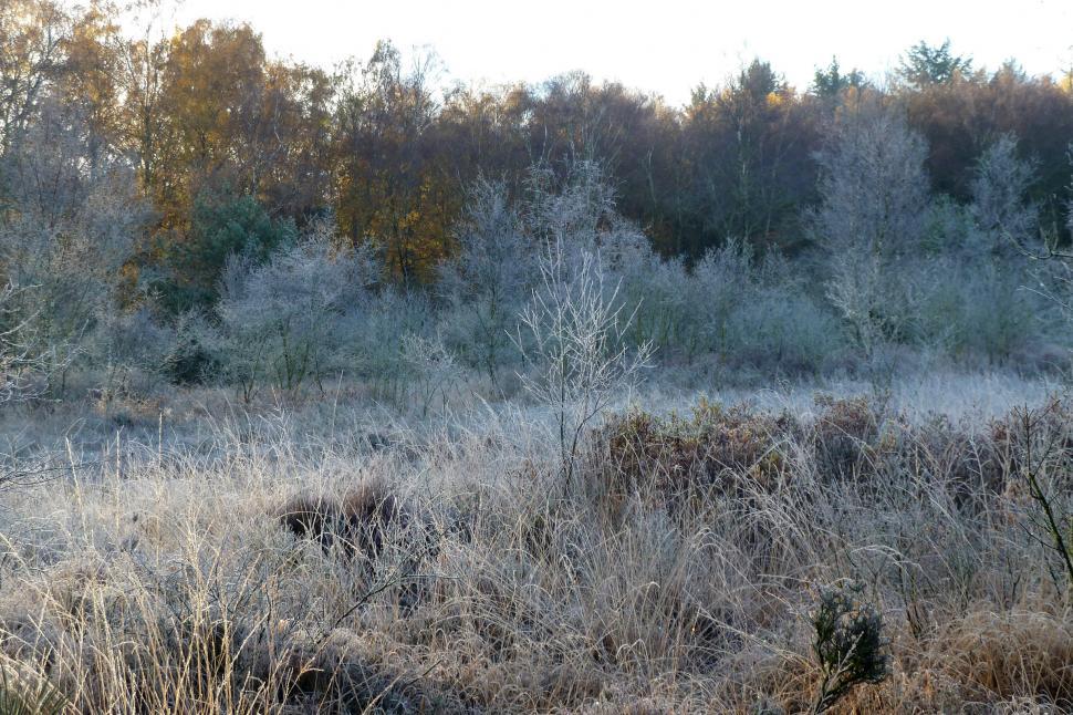 Free Image of Frost on a crispy morning 